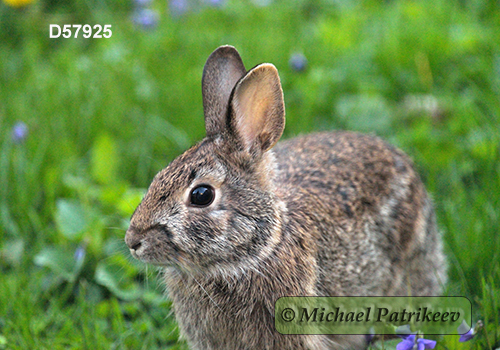 Eastern Cottontail (Sylvilagus floridanus)